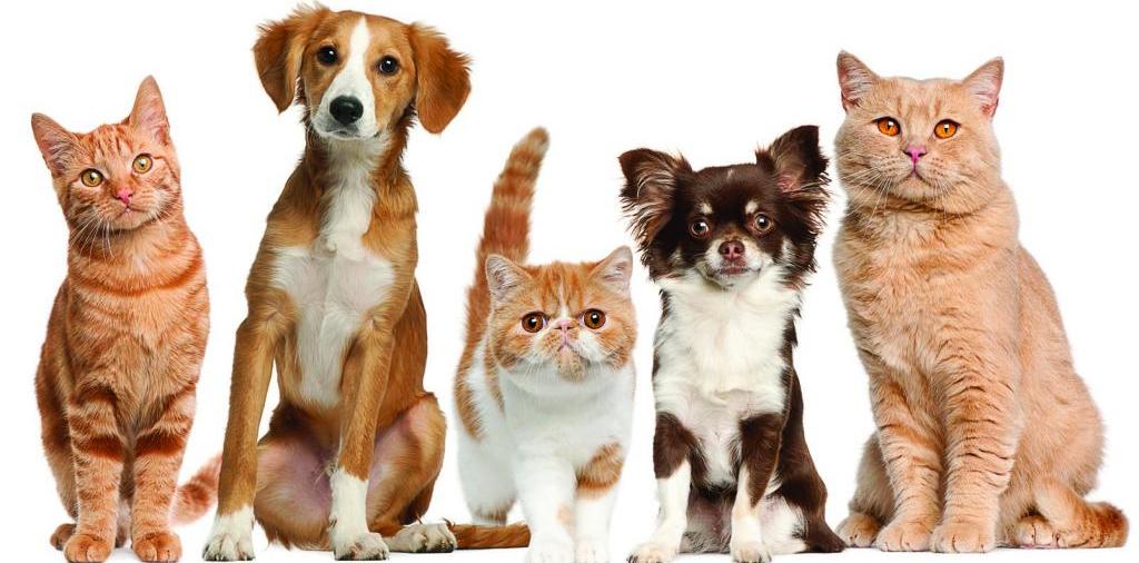 Доска объявлений о животных | ЗооТом - продажа, вязка и услуги для животных в Бугуруслане