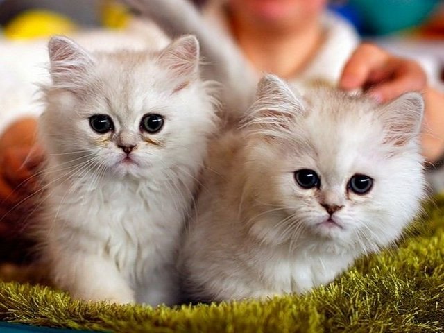 Породы кошек в Бугуруслане | ЗооТом портал о животных