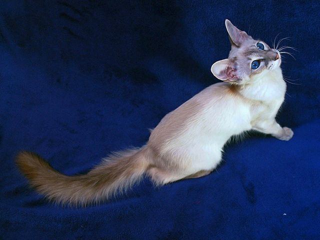 Выведенные породы кошек в Бугуруслане | ЗооТом портал о животных