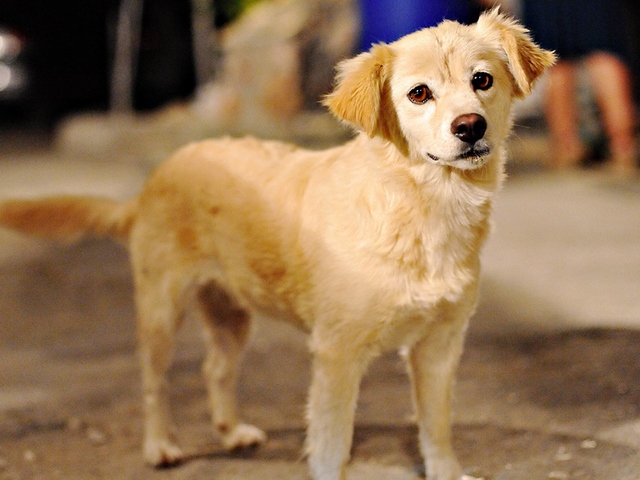 Породы собак в Бугуруслане | ЗооТом портал о животных