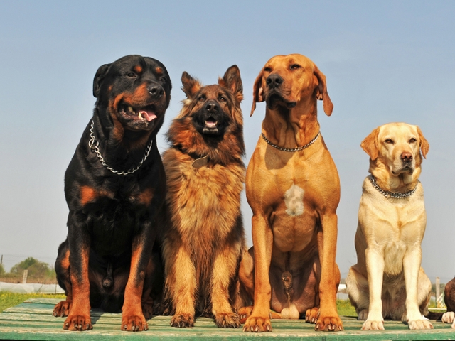 Крупные породы собак в Бугуруслане | ЗооТом портал о животных
